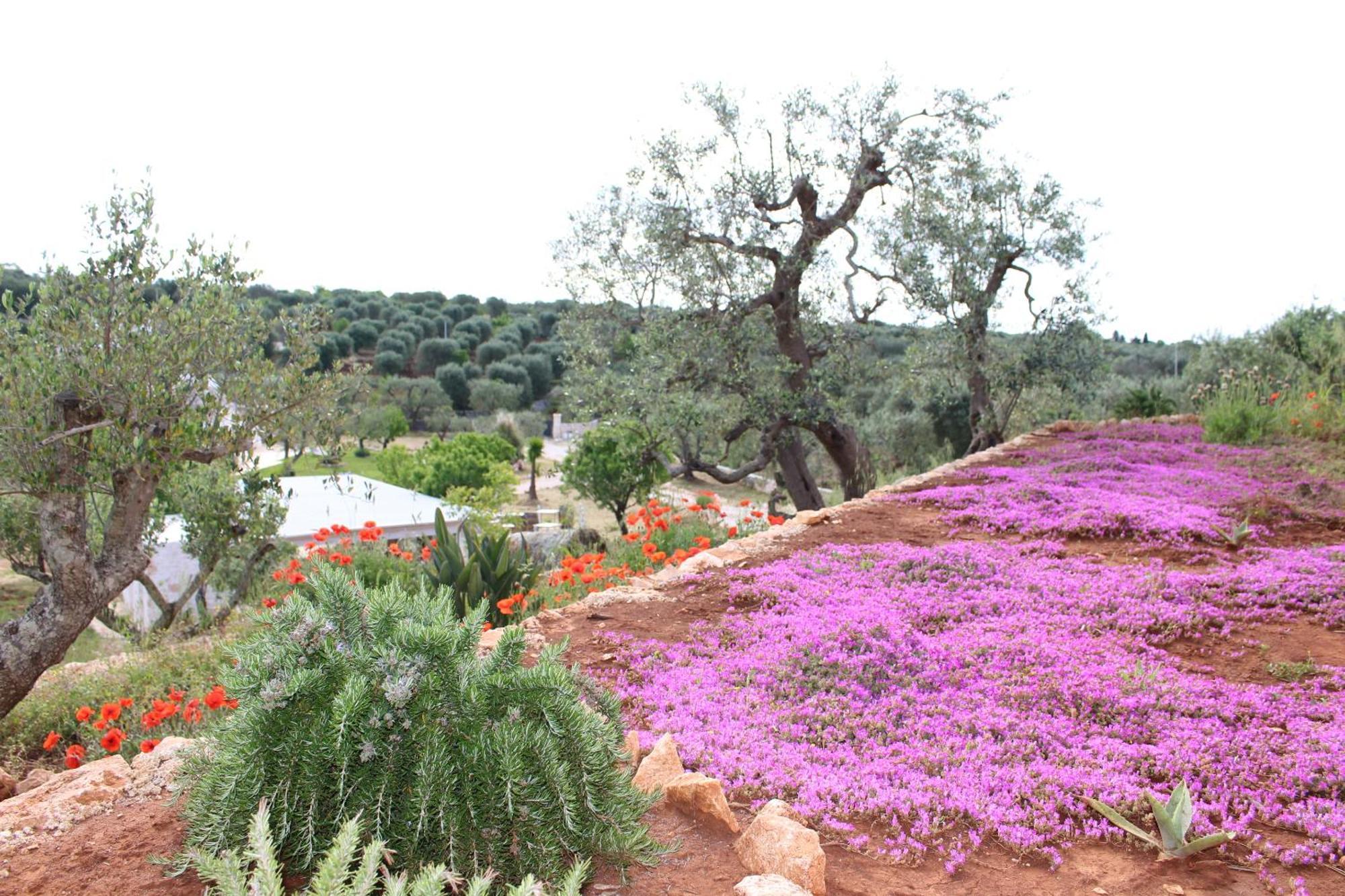 Feudi Mandolivo Bed and Breakfast Ostuni Buitenkant foto